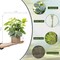 Citrus; 2-Pack 12” Artificial Eucalyptus Plants in Wooden Pots – Realistic Faux Potted Silk Greenery – Indoor Desk & Shelf Home Decor for Living Room, Bedroom & Office; Category:Potted Plants; Image:3